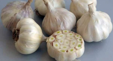 Kdy vykopat česnek v moskevské oblasti v roce 2022